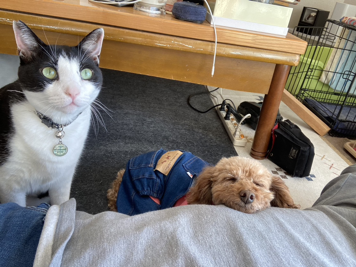 ペットも家族。犬や猫と心地よく暮らす家づくりの話