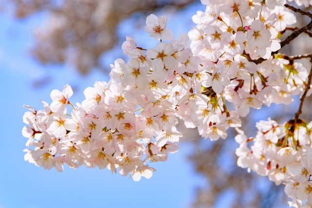 【神戸市須磨区】桜の名所4選｜春を楽しめる街での暮らし
